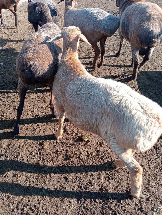 Кошкар на обмен поменять кровь