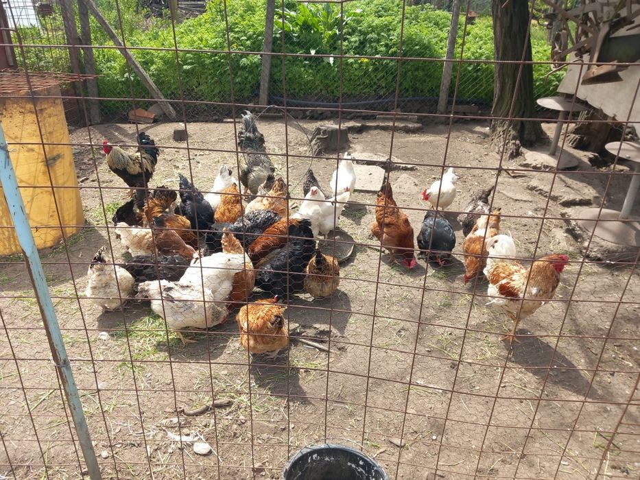 Ouă proaspete de la găini de țară!
