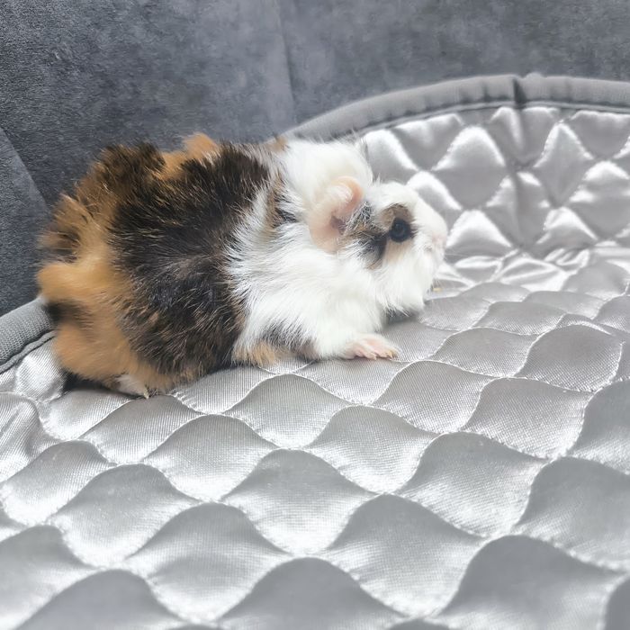 Морские свинки маленькие