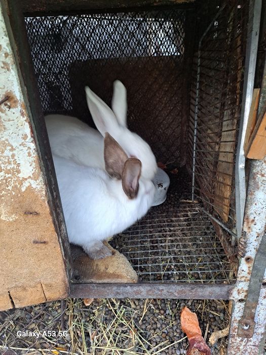 Продам кроликов!