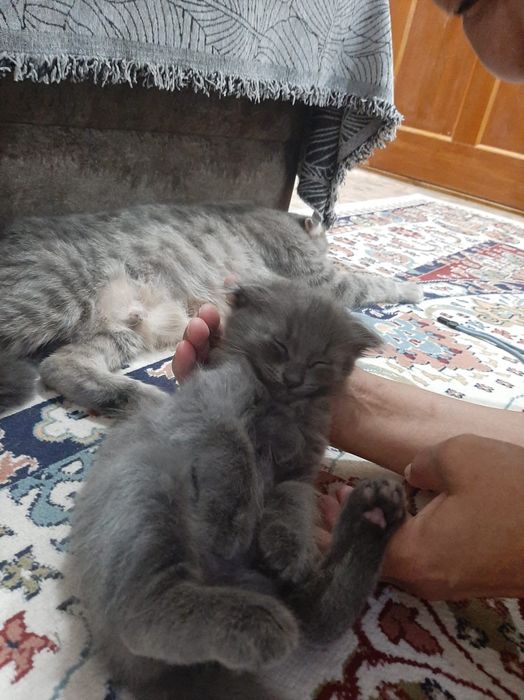 Отдам в добрые руки