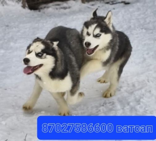 Очаровательные щенки сибирской хаски.