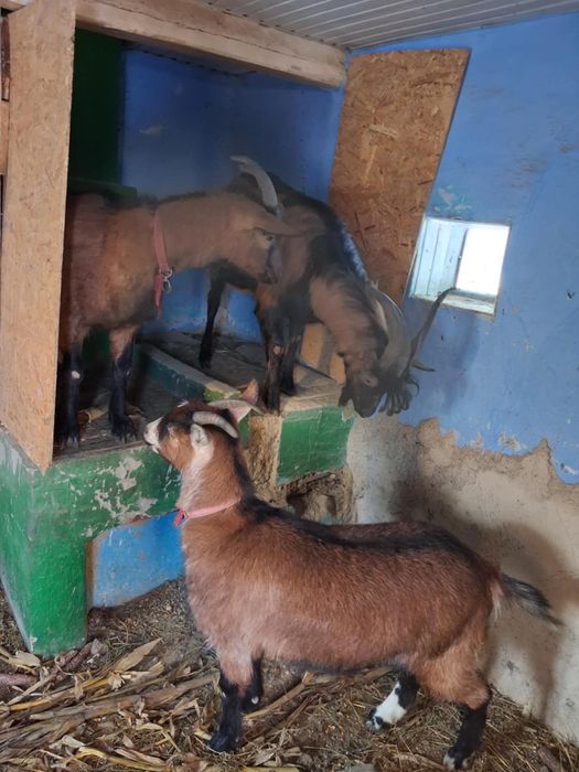 Capre Alpină Franceză + 2 iezi - de vânzare