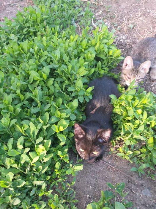 Отдаем замечательных котят