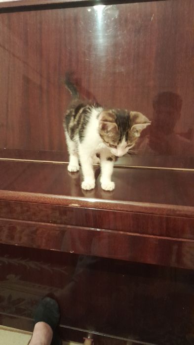 Forta piano  lastochka