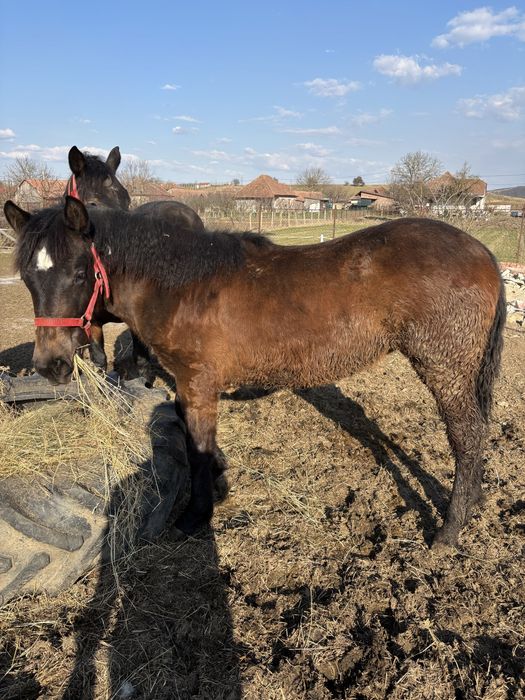 De vanzare o iapa de 4 ani si manza iei de 8 luni
