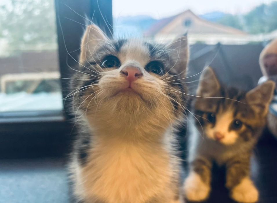 Передержка кошек