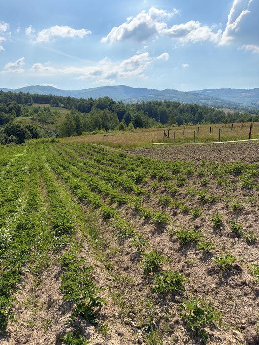Teren extravilan Vânători Ciucea zonă de exceptie