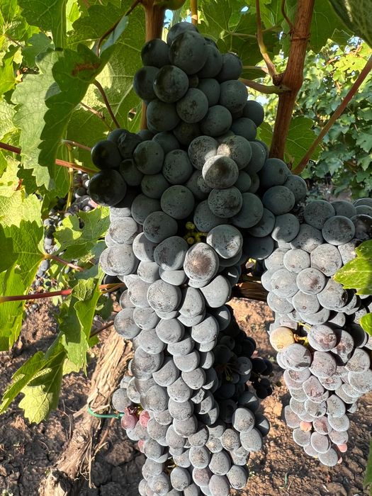 Vând Struguri Cabernet Sauvignon