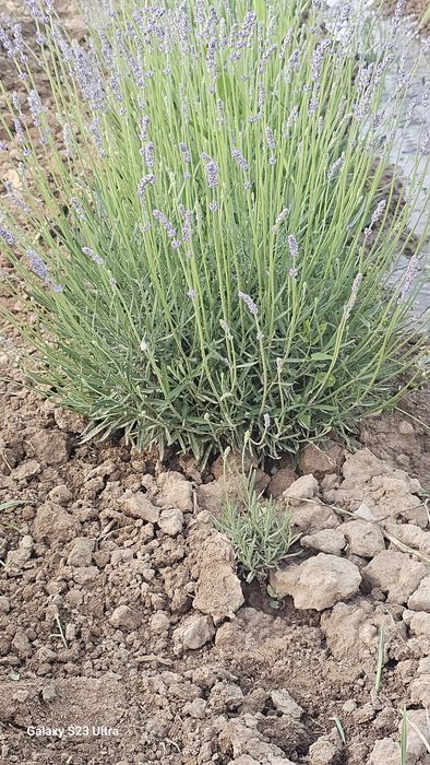 Lavanda fransuskiy sorti