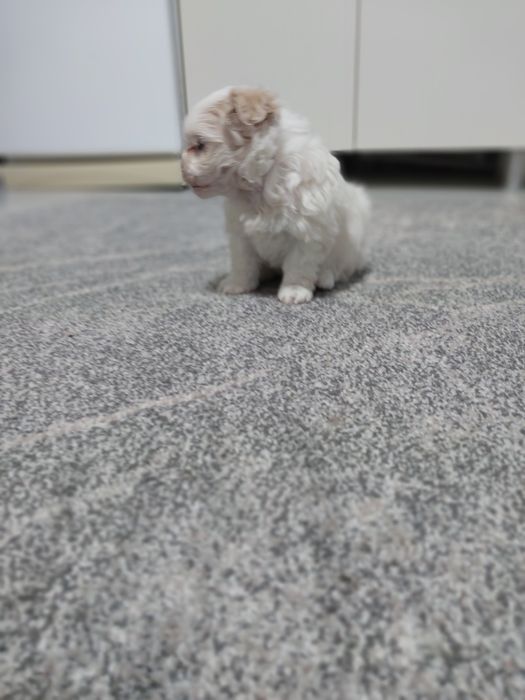 Catel bichon maltese miny