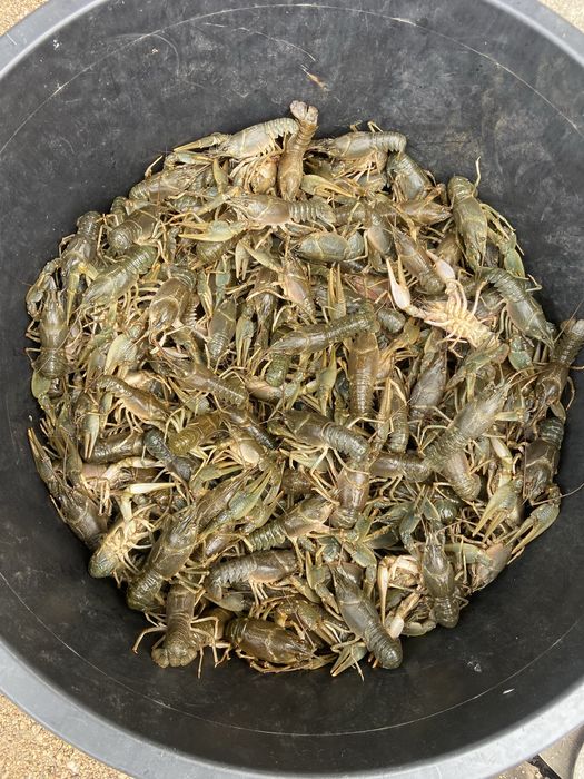 Продам живого рака