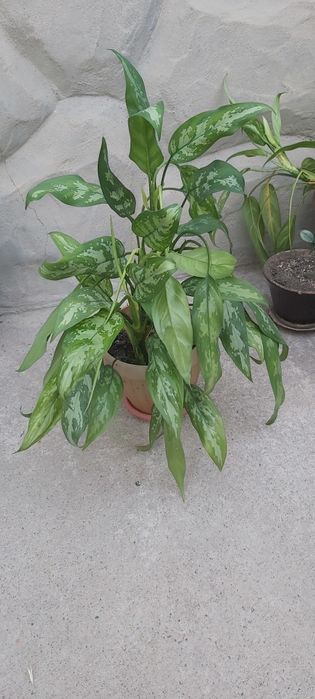 Цветы различных видов