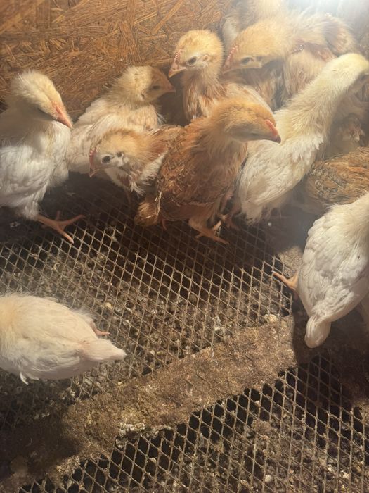 Продам цыплят 2 месячные