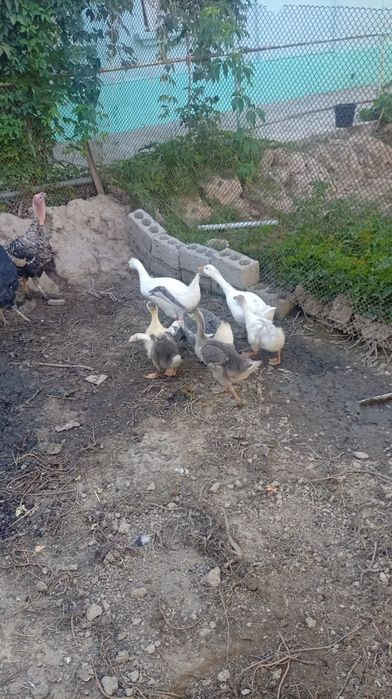 Goz sotiladi 180 dan
