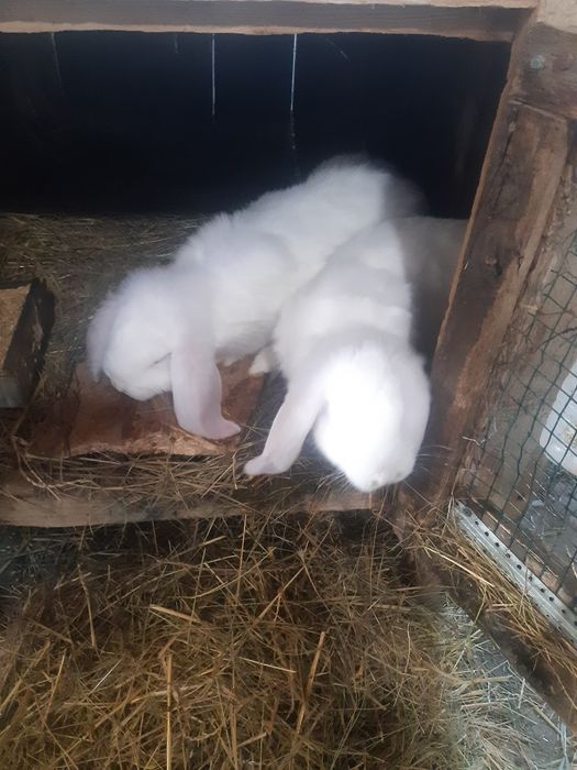 Iepuri Berbec german,rasa pura,adulti si  pui.