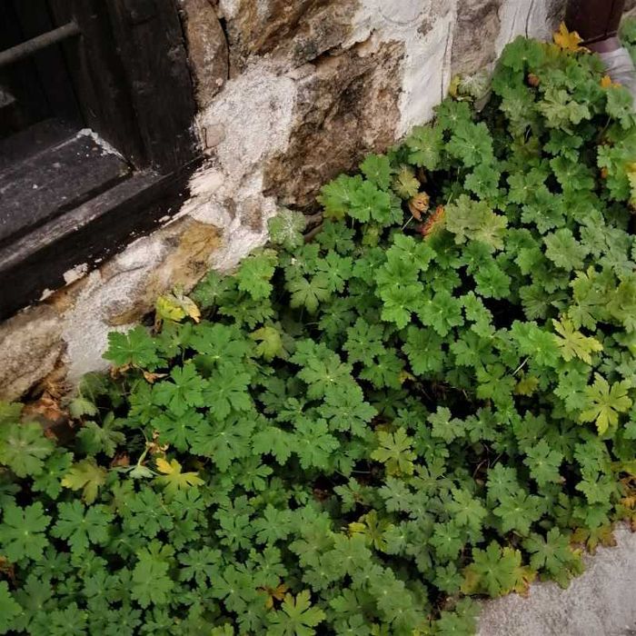 Здравец в контейнер