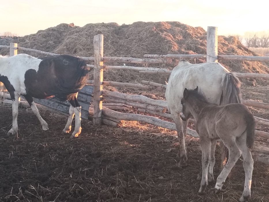 Жылкы биелер тайлар