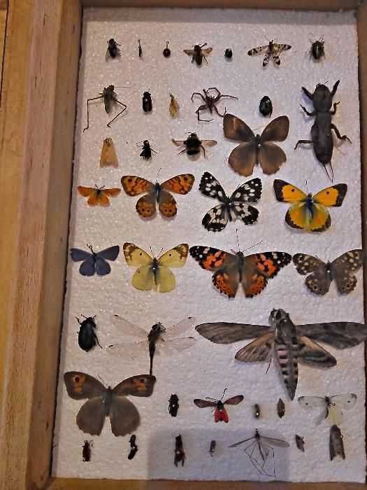 Insectar ptr școală, insecte/ elevi