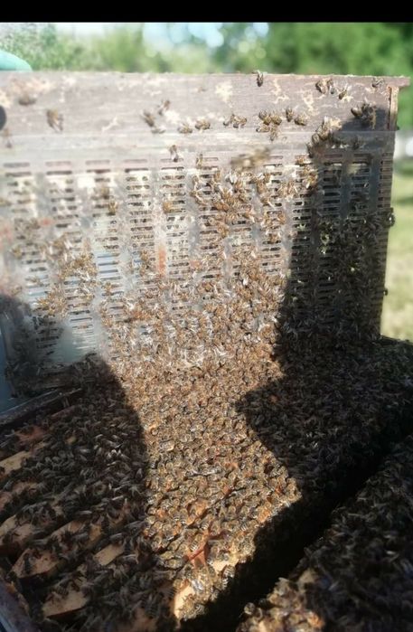Mătci împerecheate Buckfast VSH carnica carpatină regine stupi botci