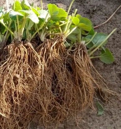 Vând stoloni de capsuni