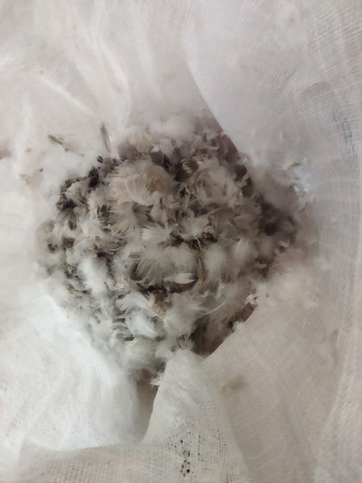 Продам гусиный пух