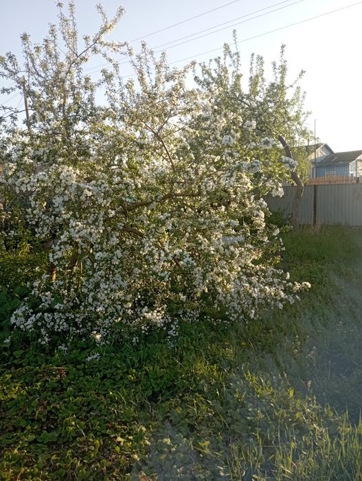 Продам дом село Озен