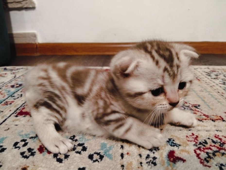 Бранировка котят