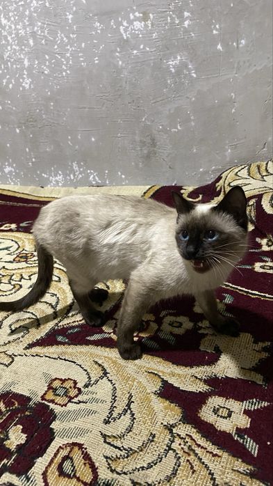 Seamskiy mushuk 8 oylik.