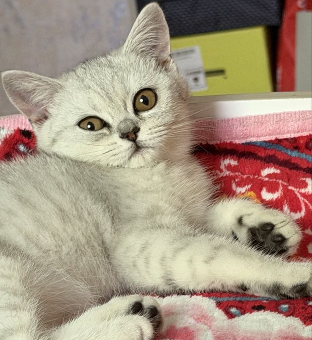 Котенок-девочка 3 месяца
