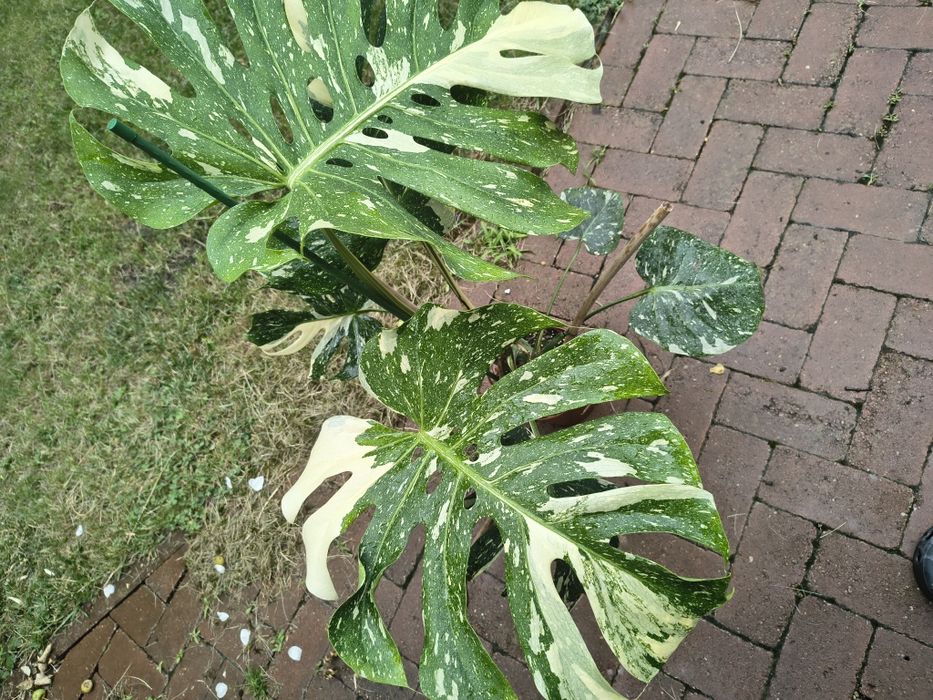 Monstera Thai Constellation
