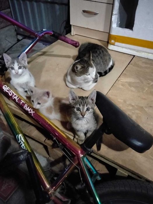 Котята в добрые руки (все мальчики)