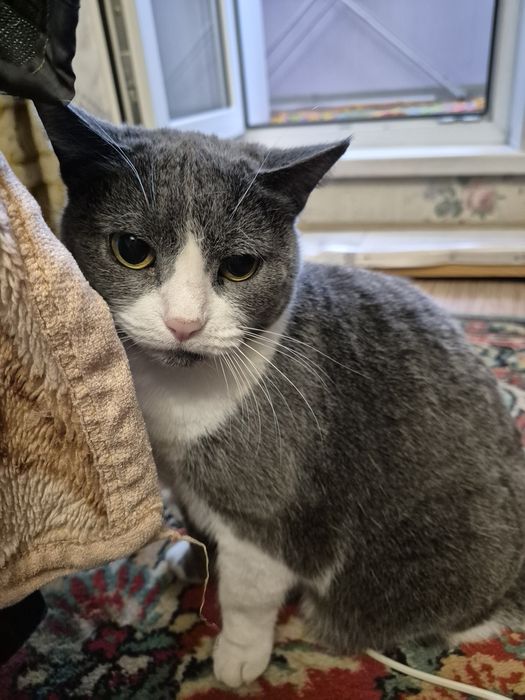 Отдам кошку в хорошие руки