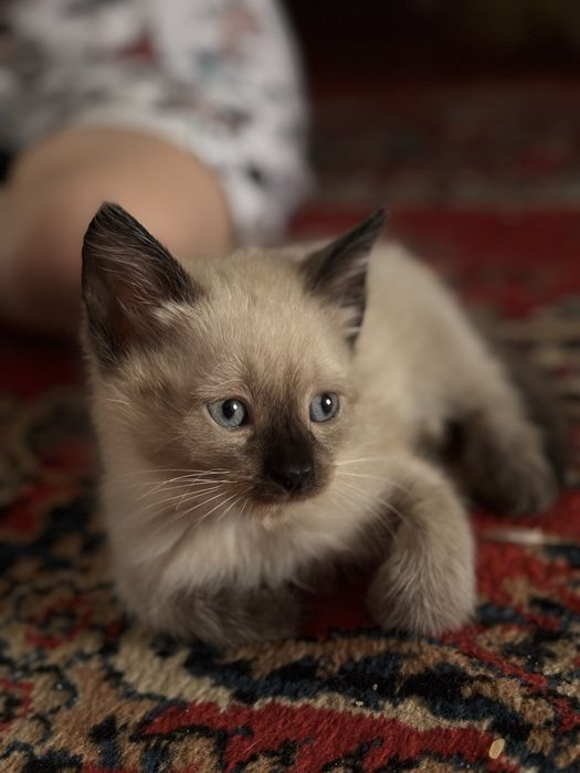 Продам котёнка сиамский