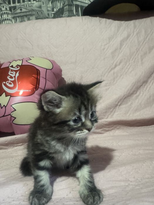Продам котенка девочка