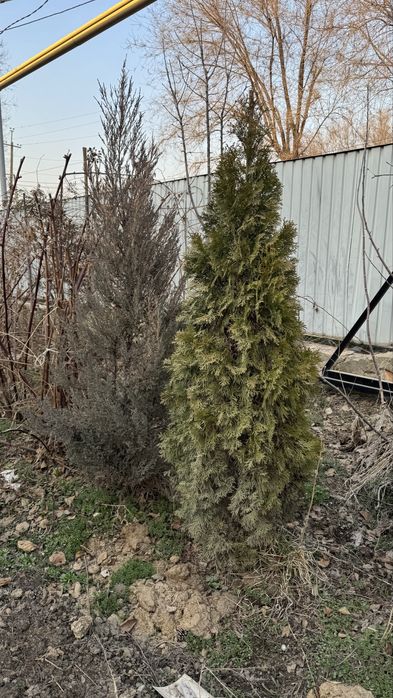продам туя 180-190 см