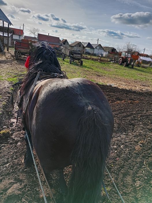 Armăsar de vânzare