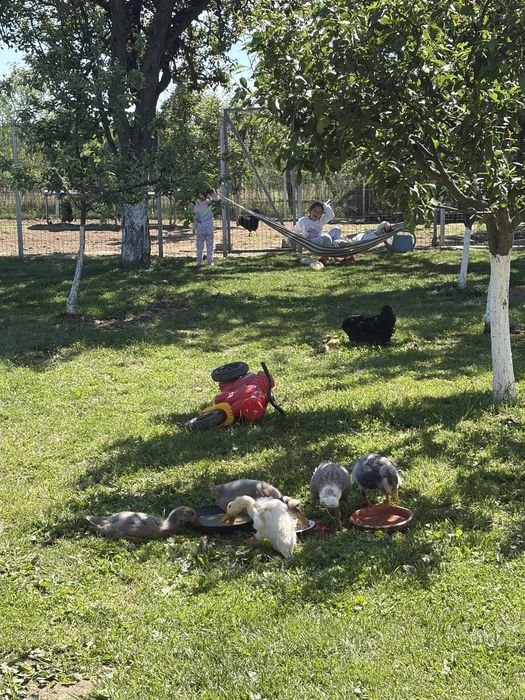 Vand boboci de rata , 3 boboci motati si 2 alergatori