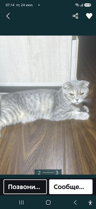 Породистый кошка