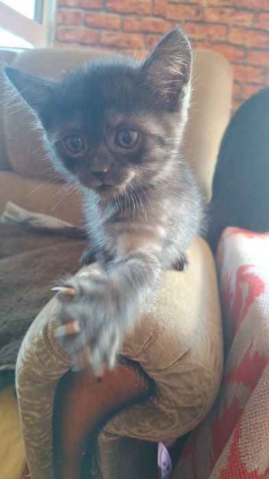 Отдам котят бесплатно