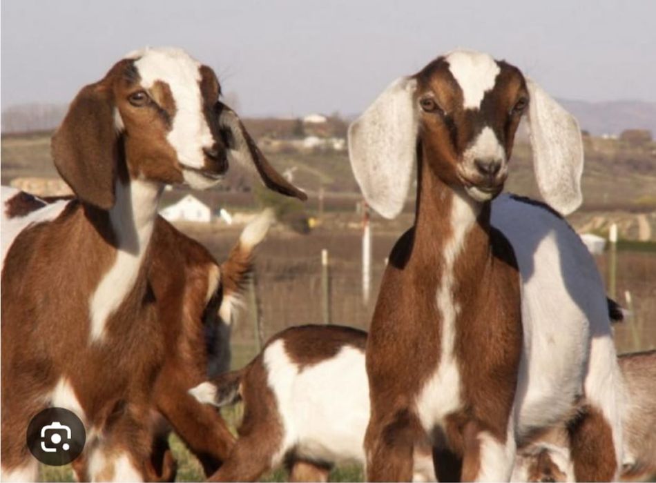 Козу продам англо нубийской породы