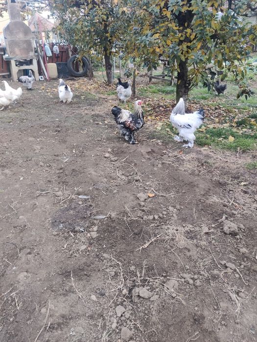 Vând brahman herminat deschis