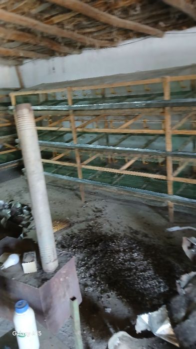 Bedana qafas sifatli