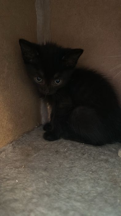 Пристраивается котята 2 мес