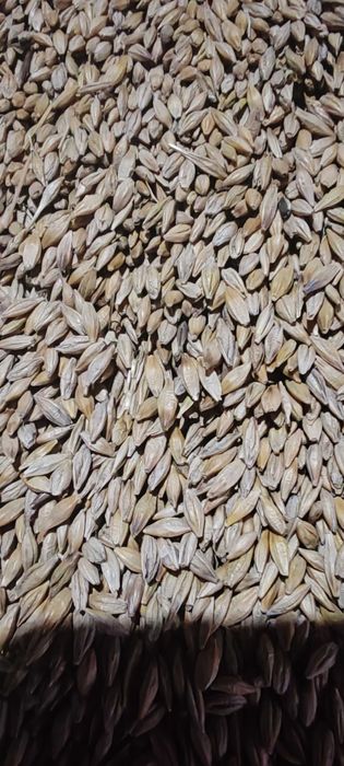 Ячмень, пшеница дробленные 95тг..