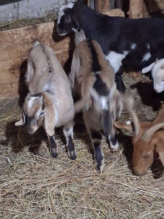 Vând capre anglobiene