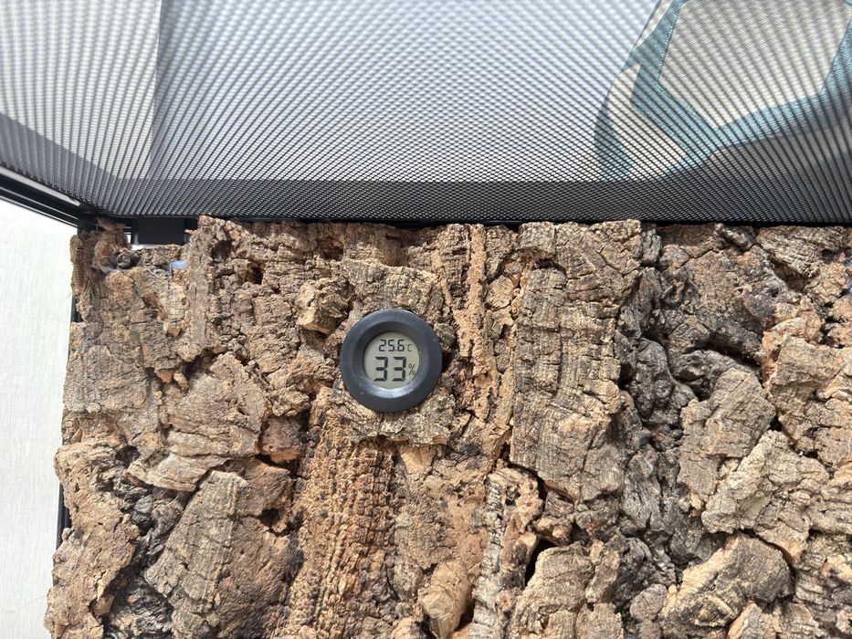 Взрослый эублефар под ключ