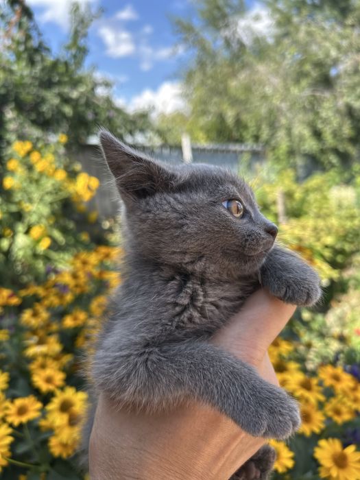 Отдам котёнка в добрые руки