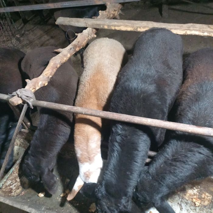 Soglom Qoy va qochqorlar