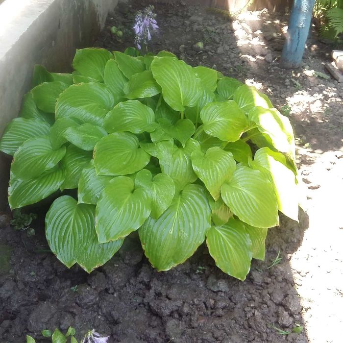 Продам саженцы хосты разных сортов